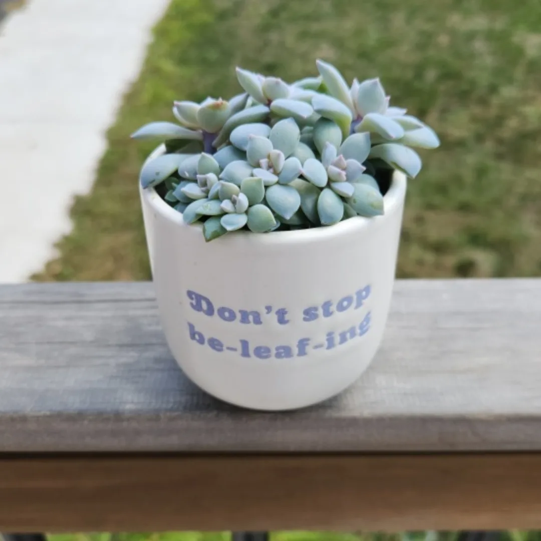 graptopetalum superbum succulent arrangement 🥕 thumbnail
