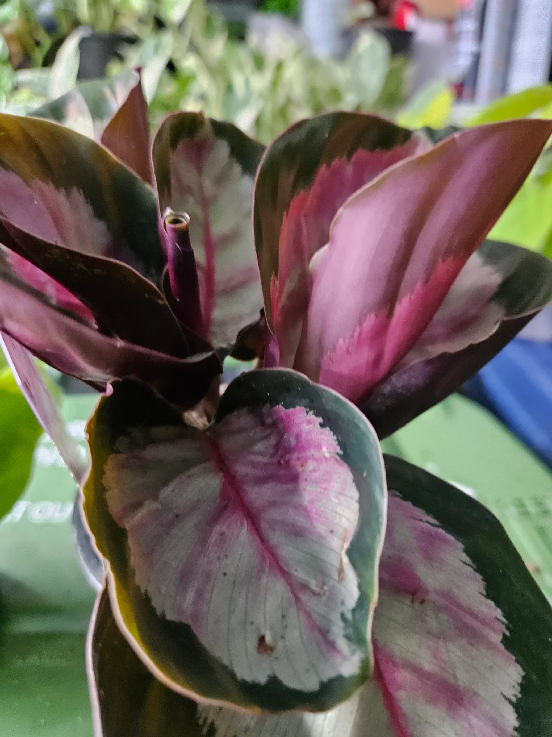 🥕Calathea Ornata Pinstripe Plant🥕 thumbnail
