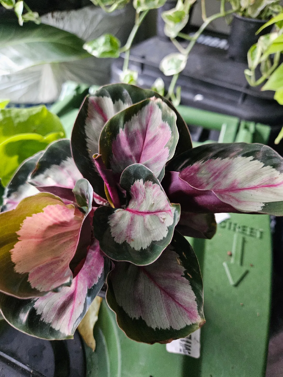 🥕Calathea Ornata Pinstripe Plant🥕 image indicator(4)