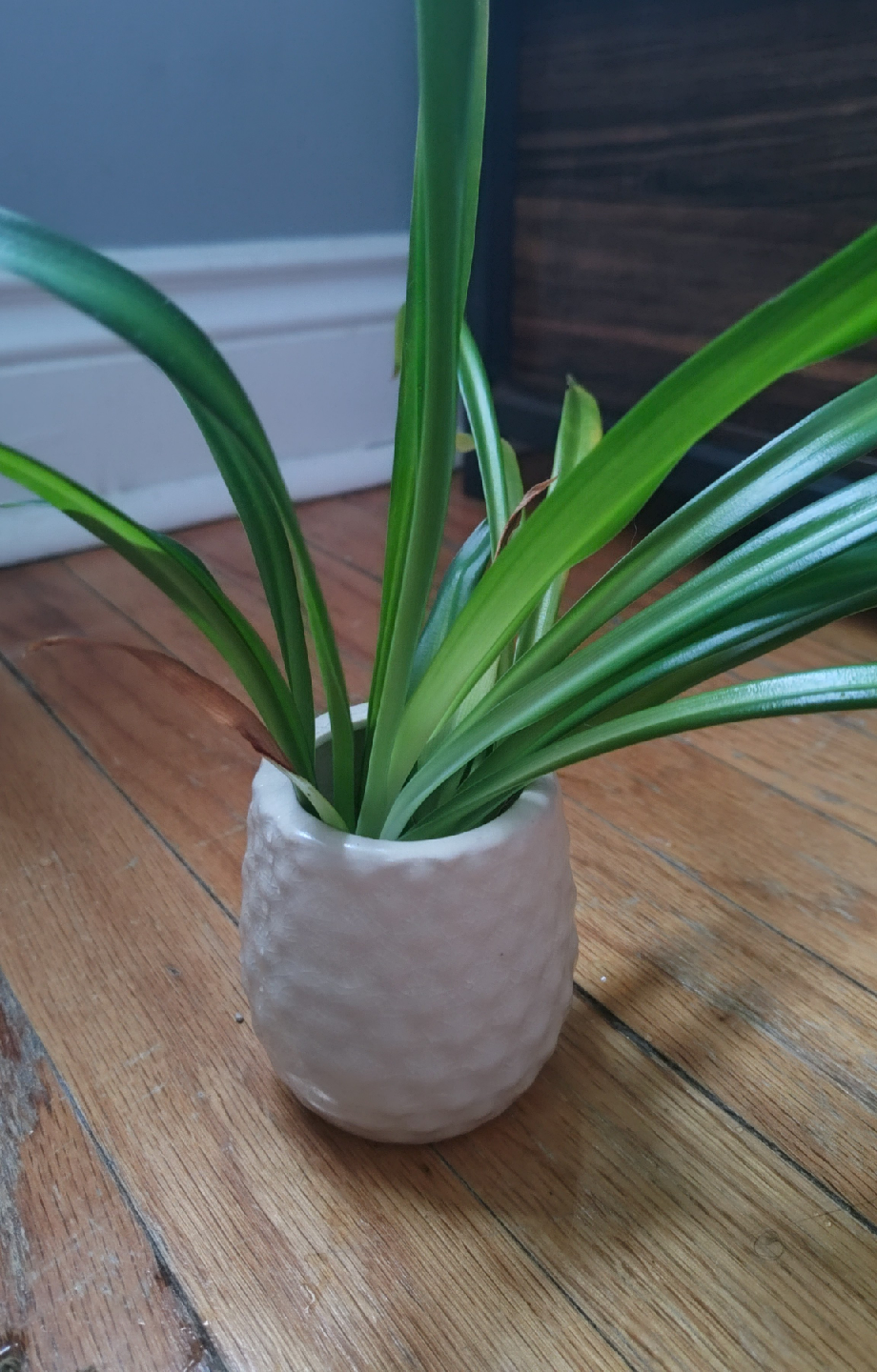 Spider Plant Propagations - photo 2