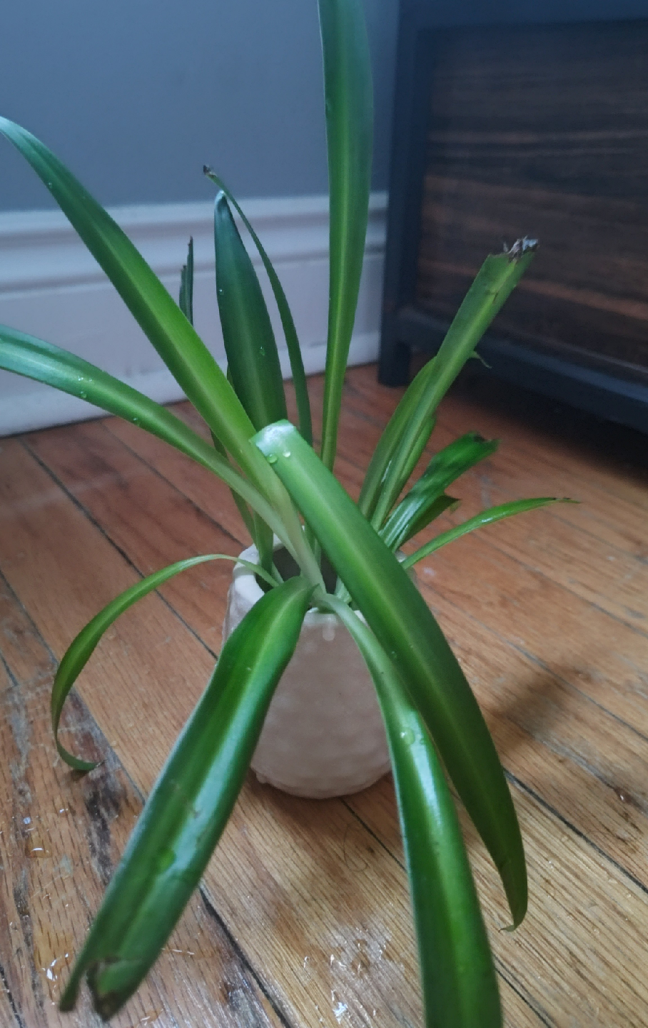 Spider Plant Propagations - photo 3