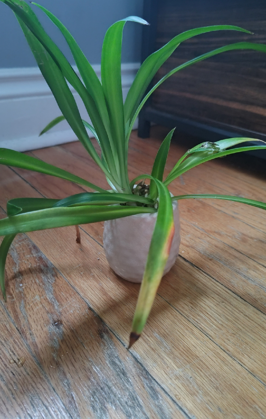 Spider Plant Propagations - photo 4