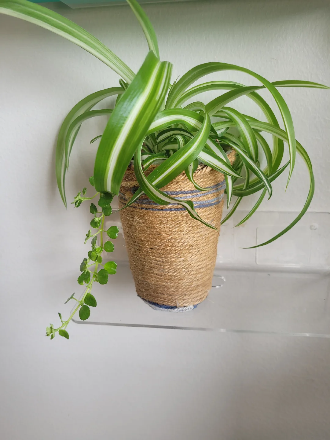 Potted Spider Plant thumbnail
