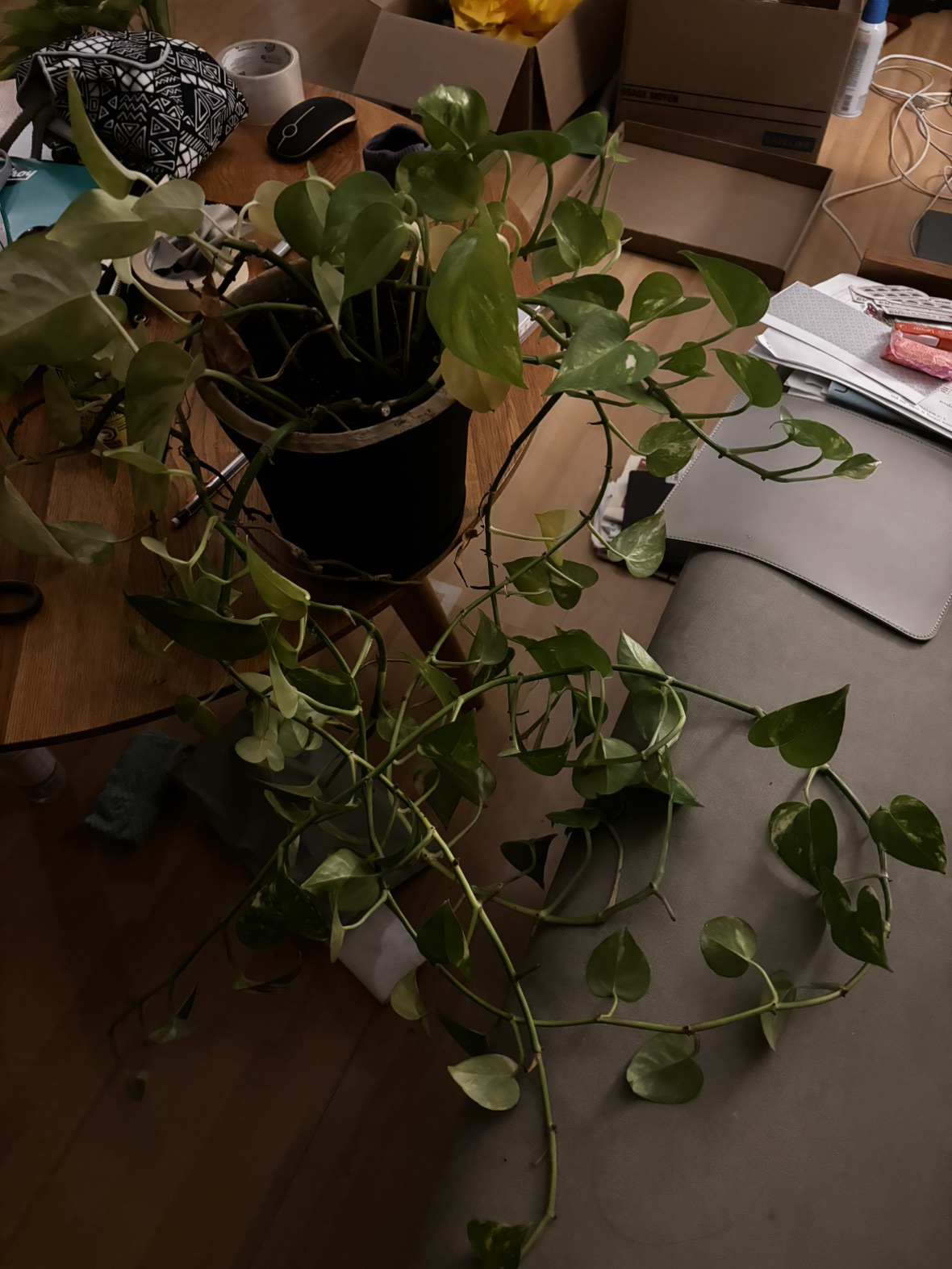 Pothos plant