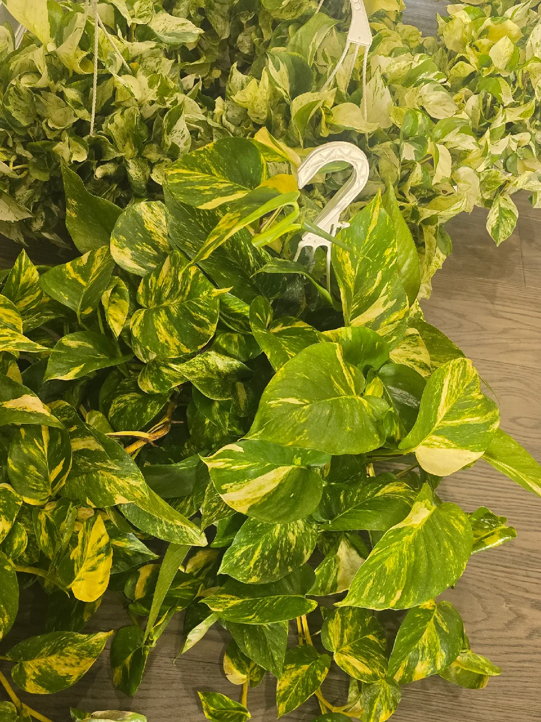 Golden Pothos Plant image indicator(6)