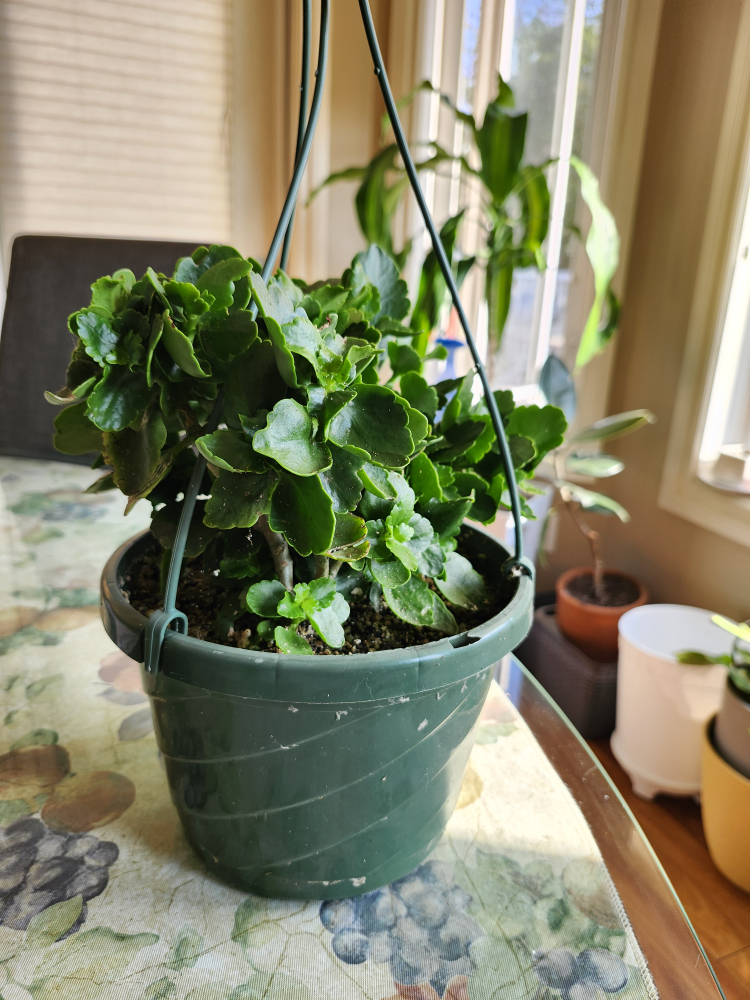 Potted Kalanchoe Plant
