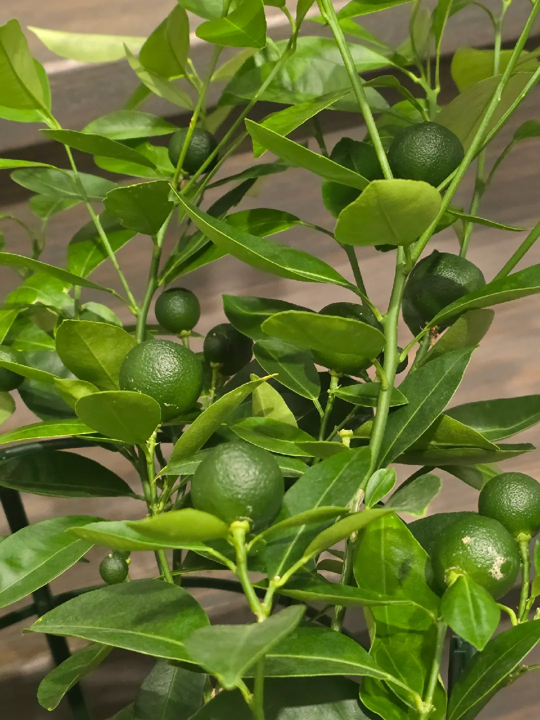 calamondin orange tree image indicator(5)