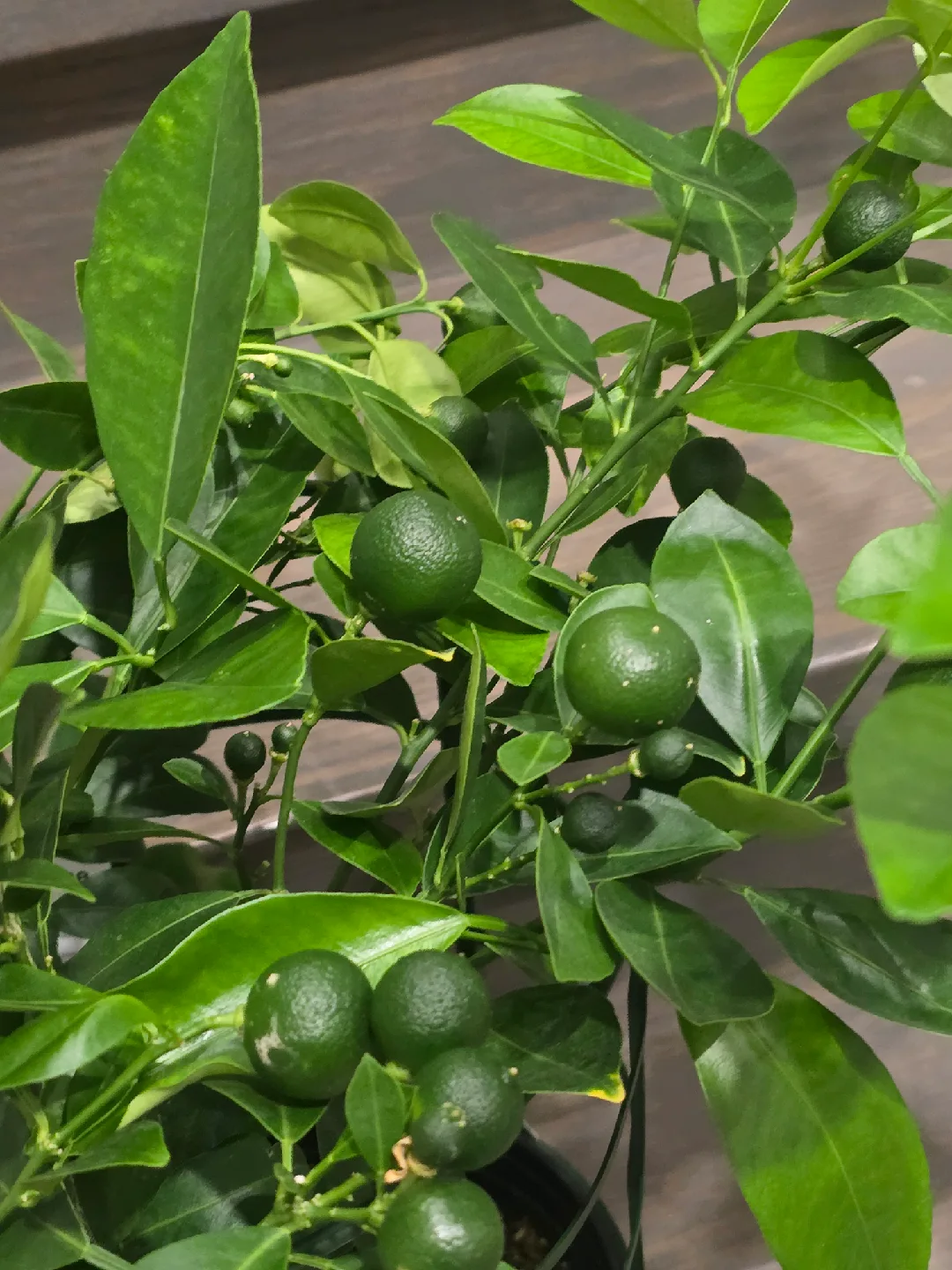 calamondin orange tree image indicator(7)
