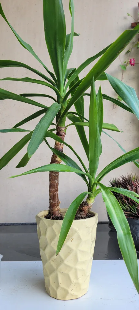 Yucca Plant in Pot thumbnail