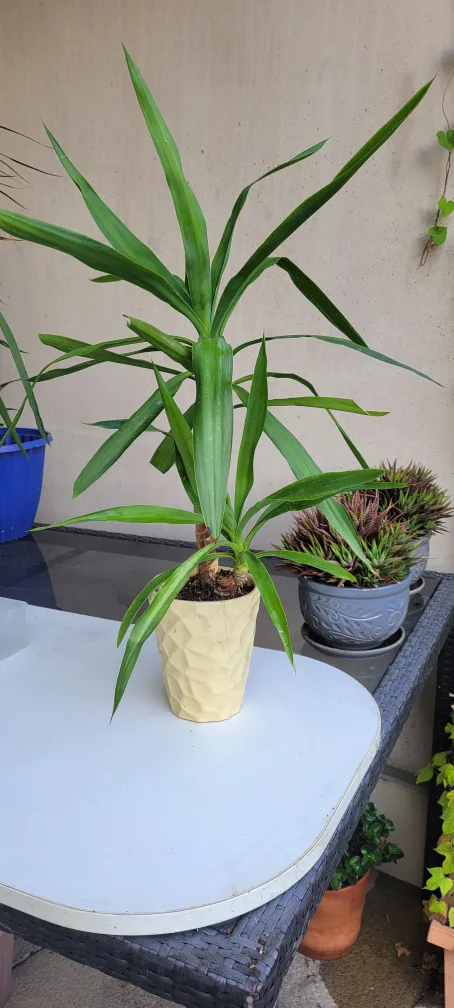 Yucca Plant in Pot image indicator(2)