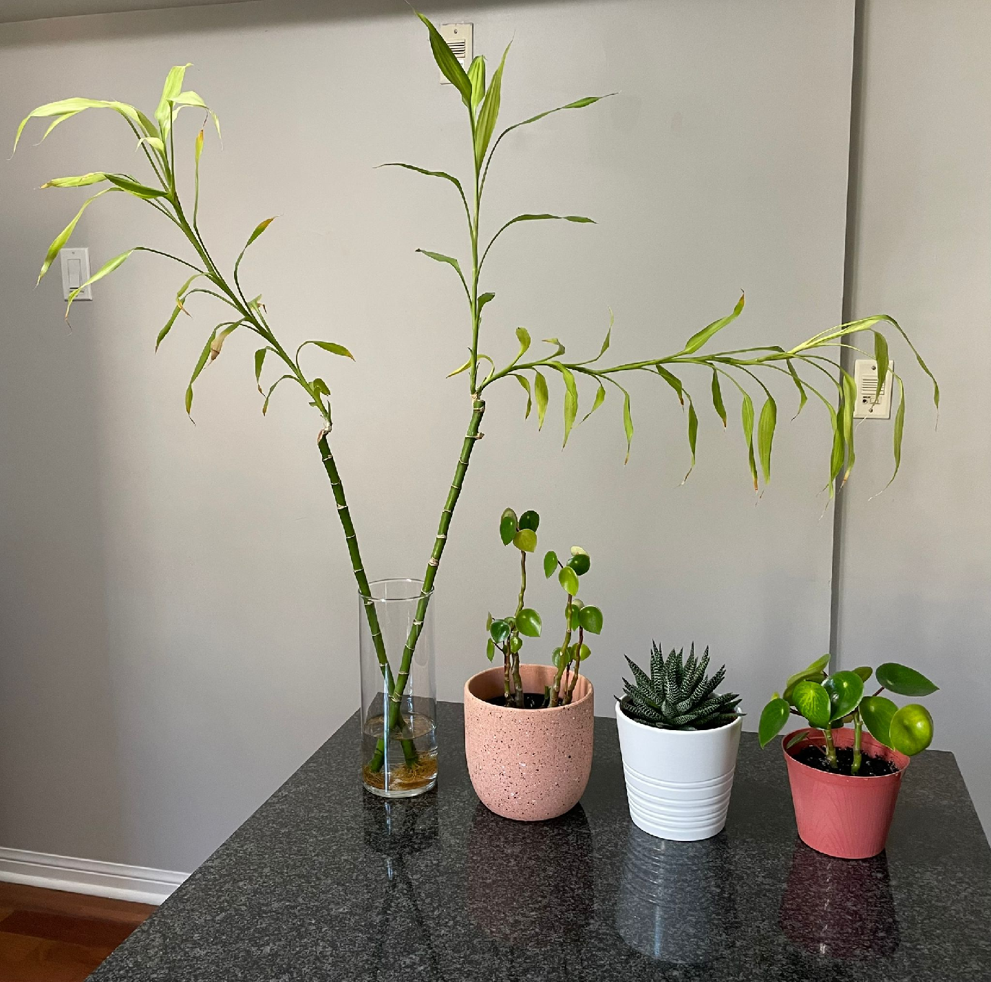 Assorted House Plants