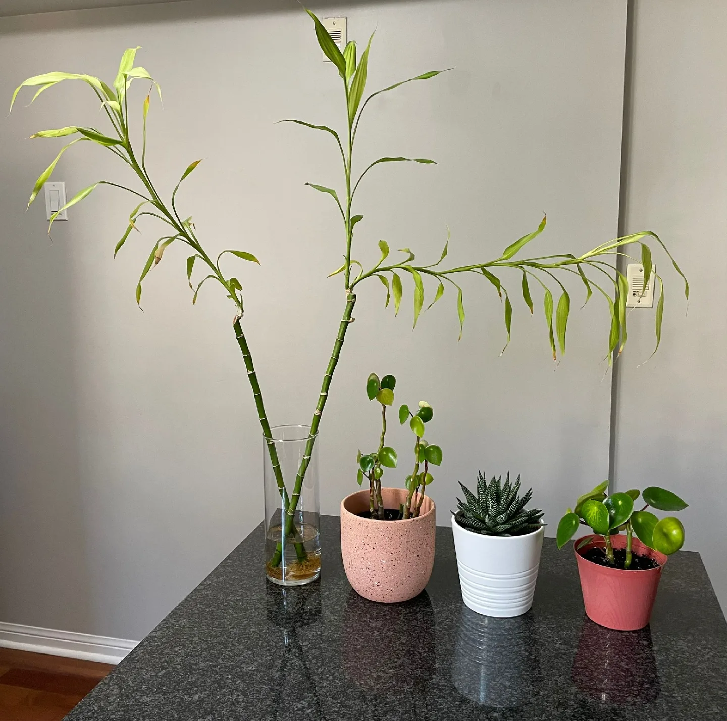 Assorted House Plants thumbnail