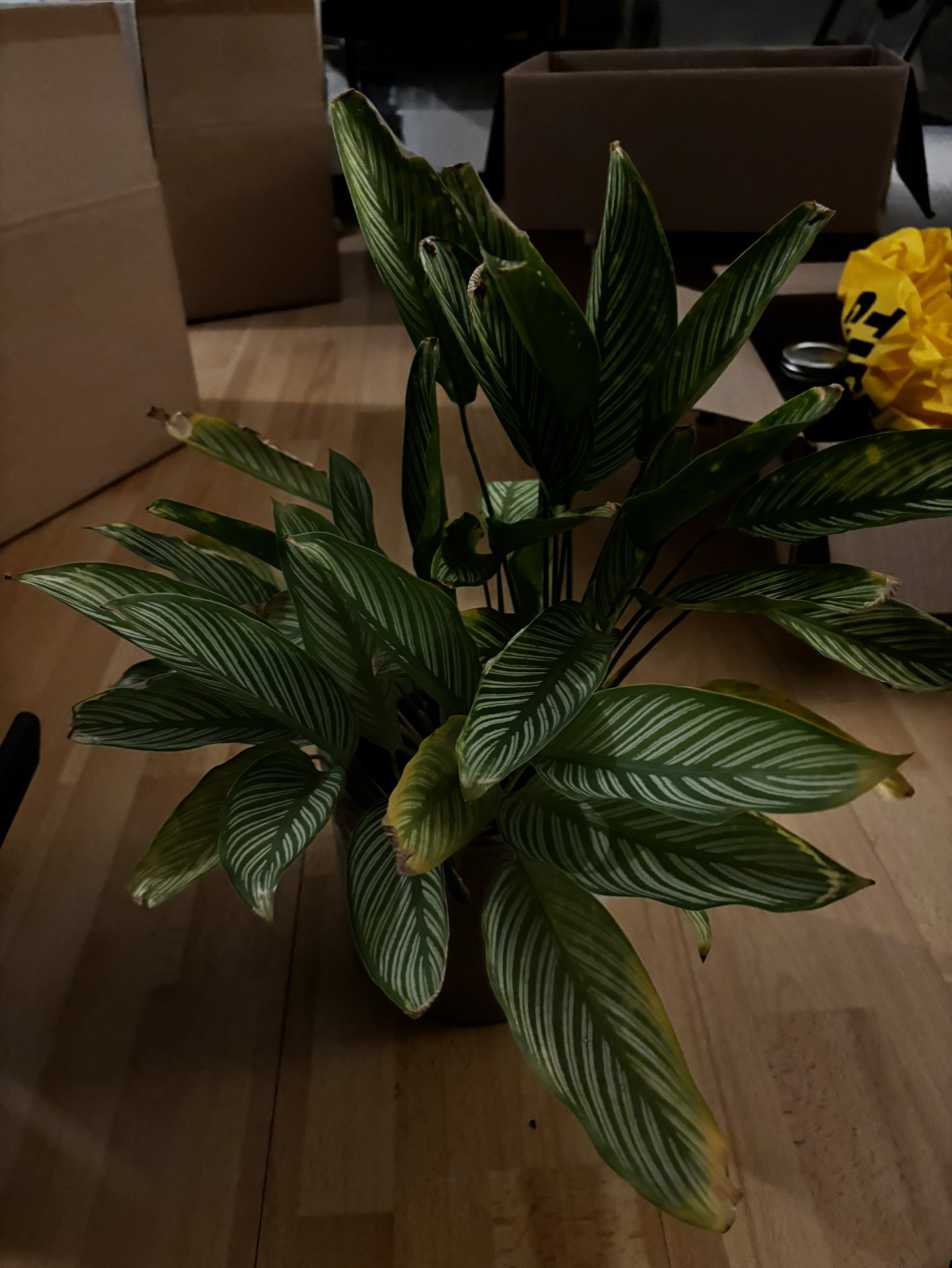 Prayer plant (calathea vittata) - photo 2