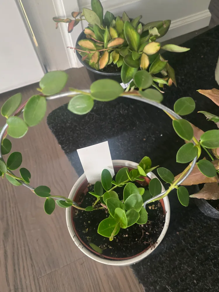 Hoya Cumingiana Plant image indicator(2)