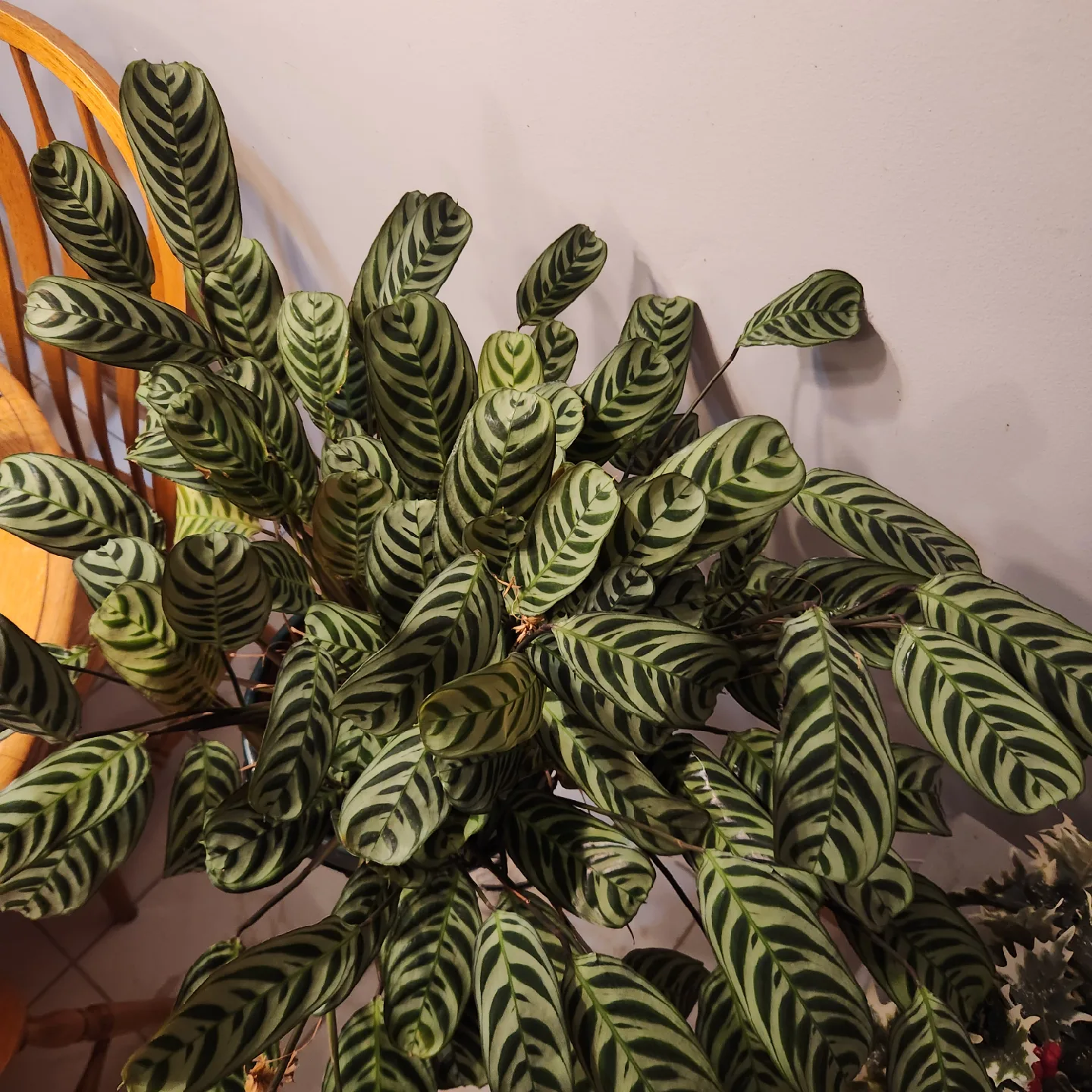 Calathea Zebrina Plant image indicator(3)