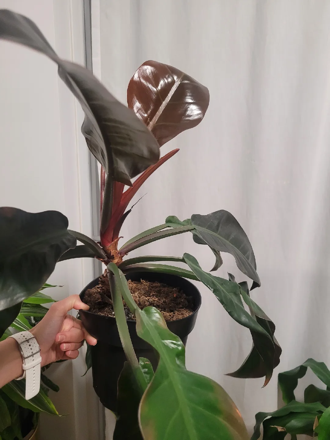 Philodendron Melanochrysum thumbnail