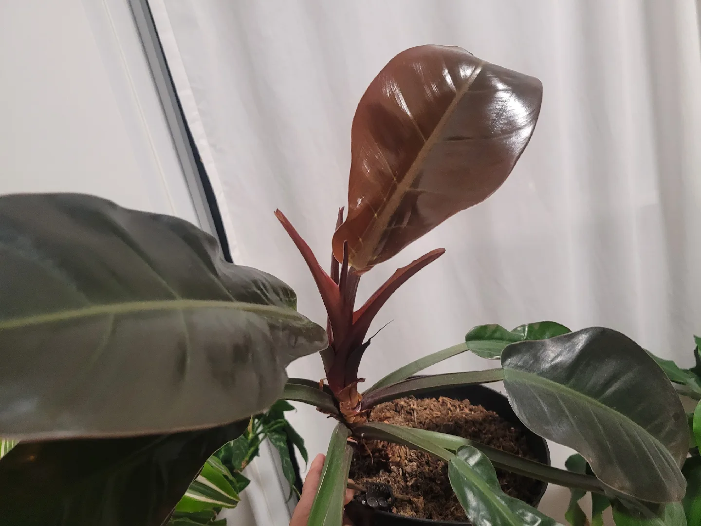 Philodendron Melanochrysum image indicator(2)