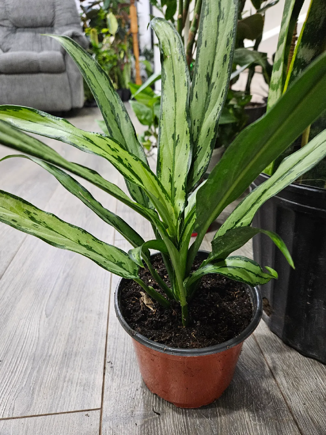 🥕Aglaonema Plant🥕 thumbnail