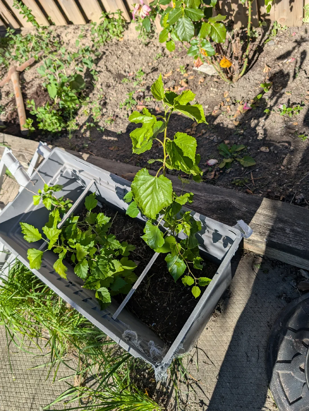 white mulberry tree image indicator(2)