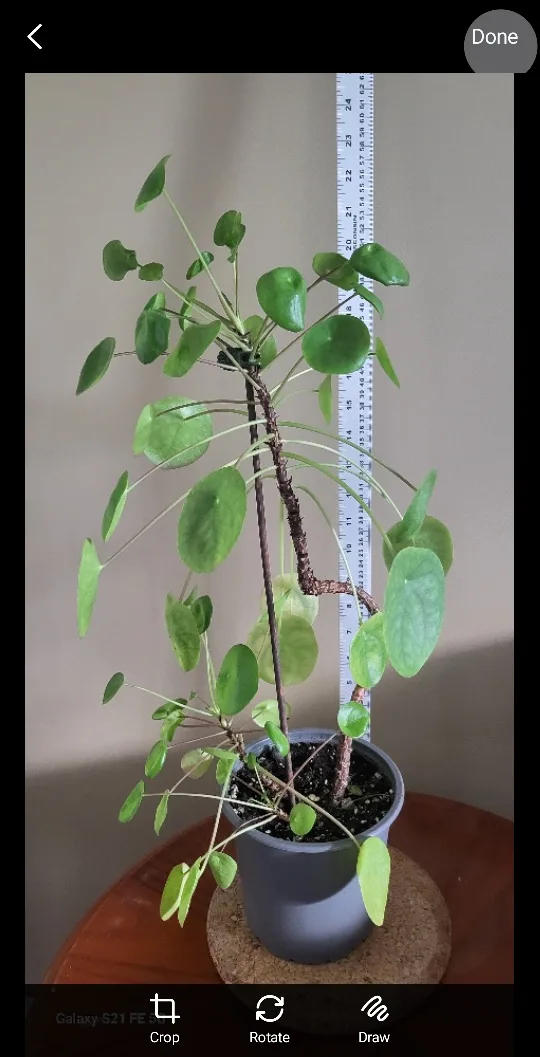 Pilea peperomioides plant thumbnail