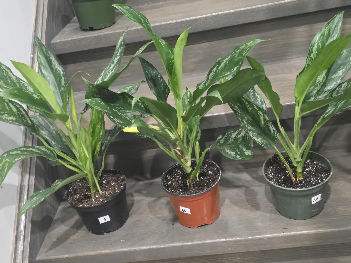 Aglaonema Plant. low light low maintenance plant image indicator(9)