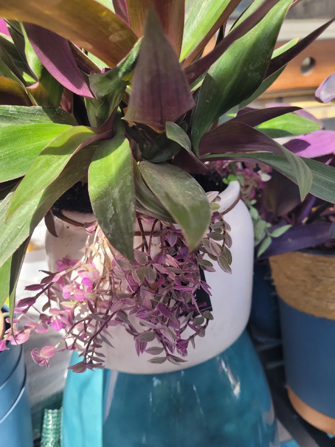 House plants thumbnail