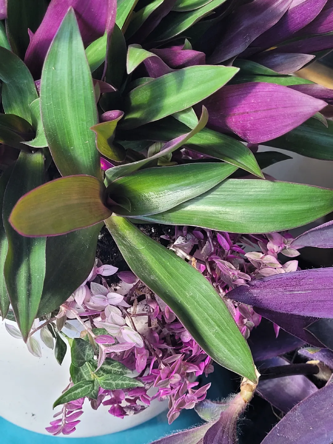 House plants 🥕 image indicator(7)