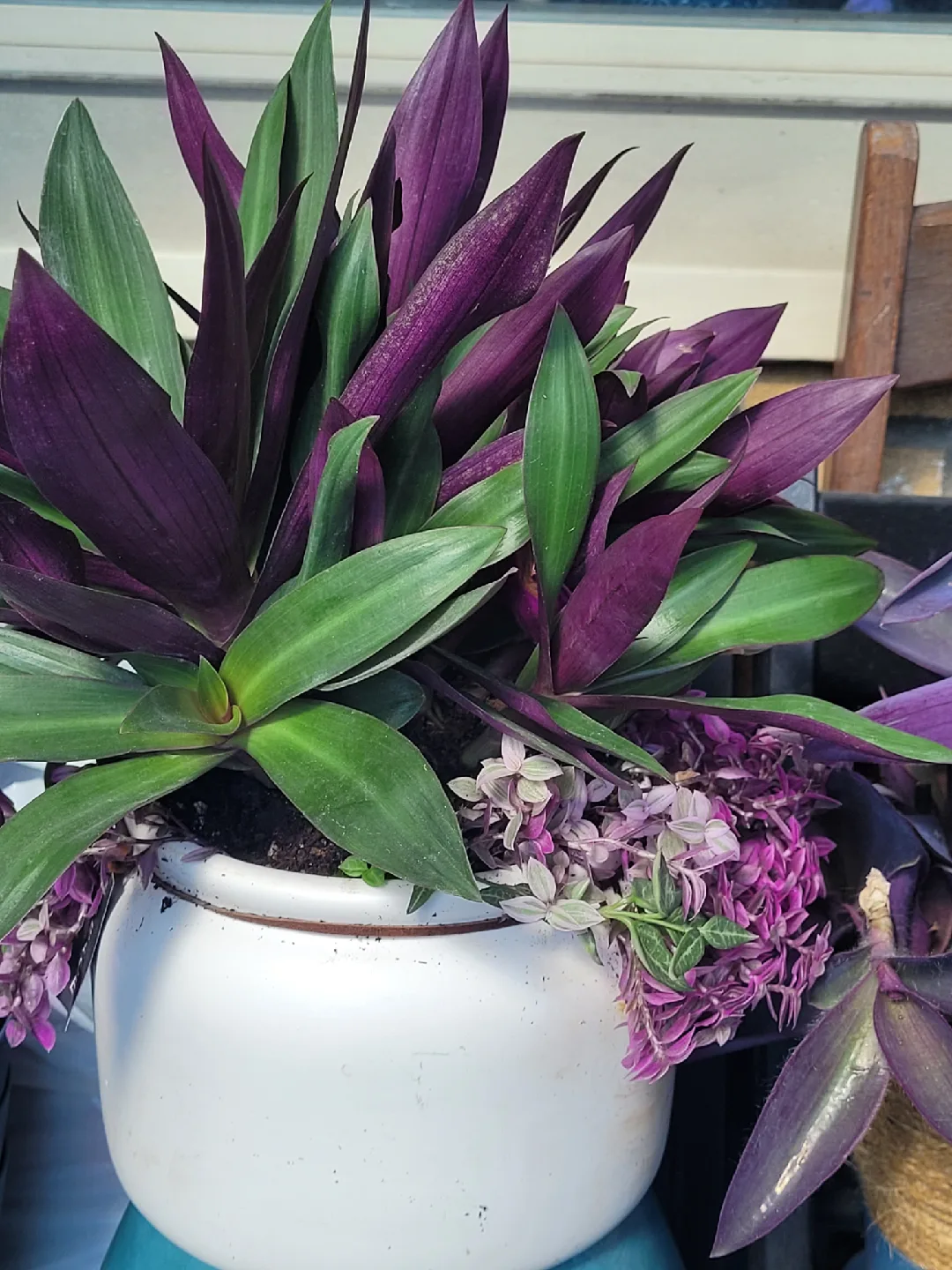 House plants 🥕 image indicator(9)