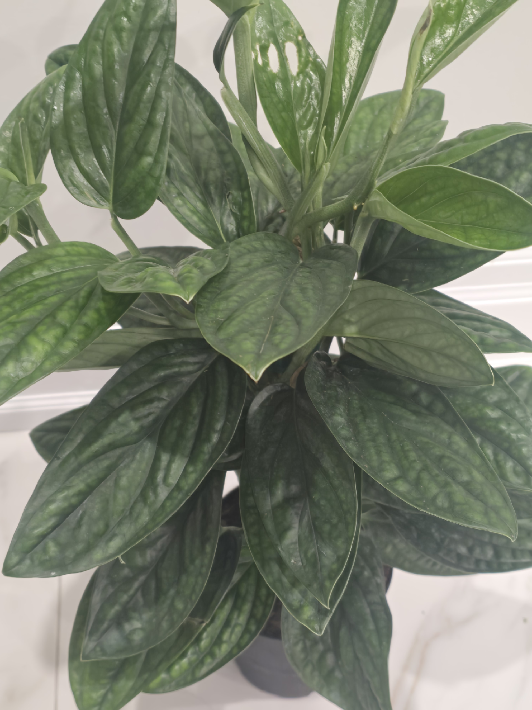 Monstera peru totem - photo 3