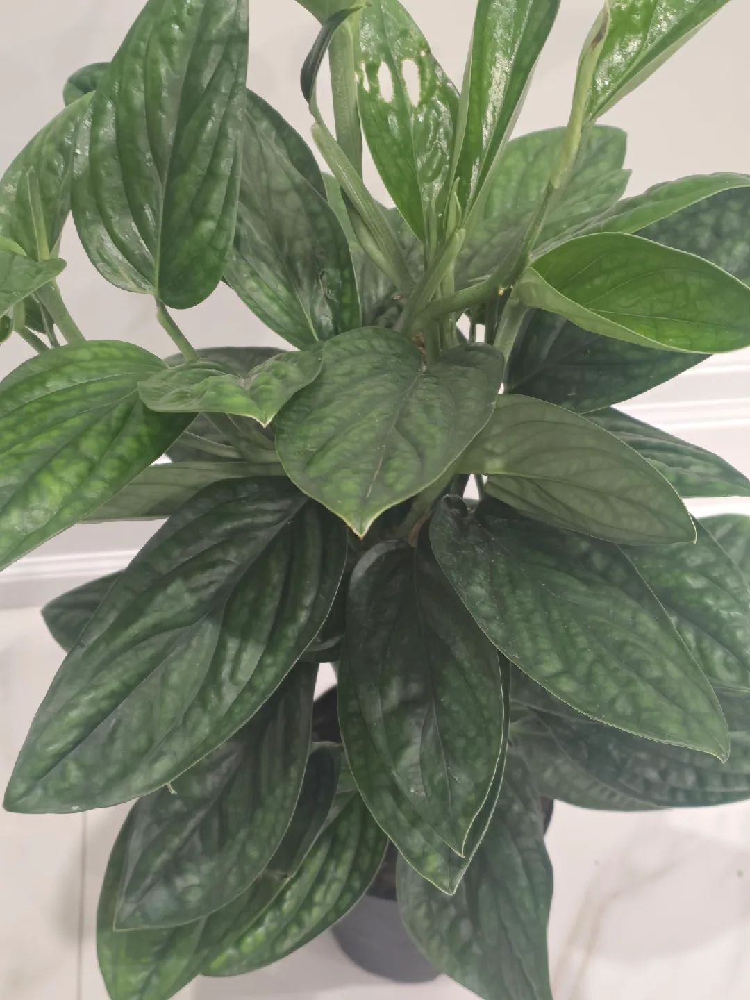 Monstera peru totem image indicator(3)