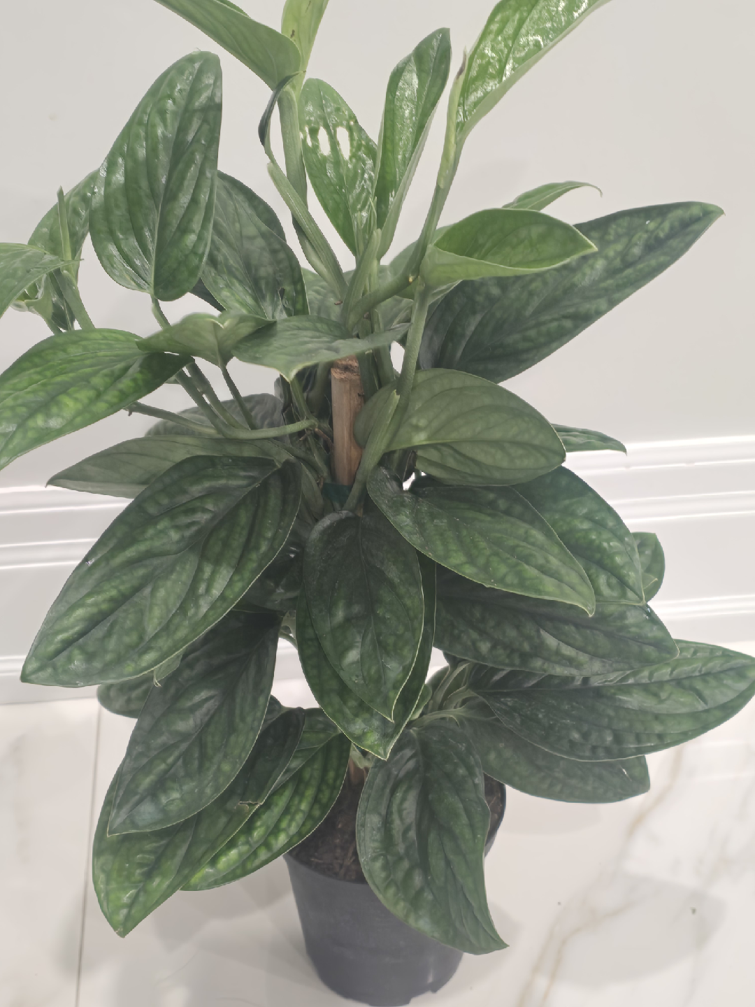 Monstera peru totem - photo 4