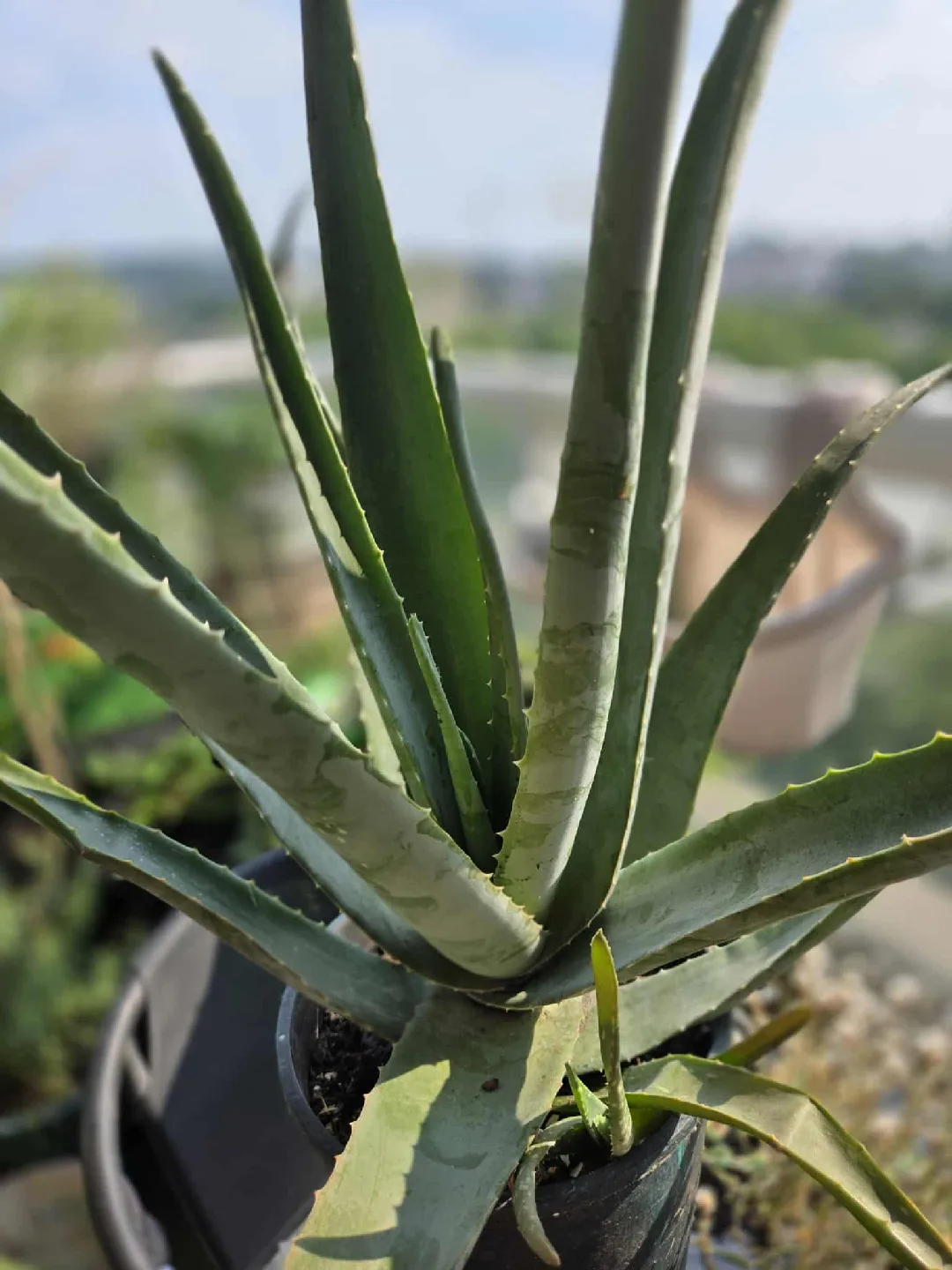 Aloe Vera Plant (Fully grown) thumbnail