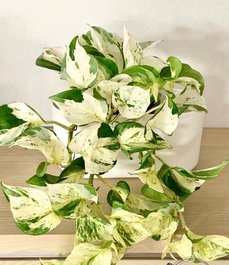 Manjula Pothos  cutting thumbnail