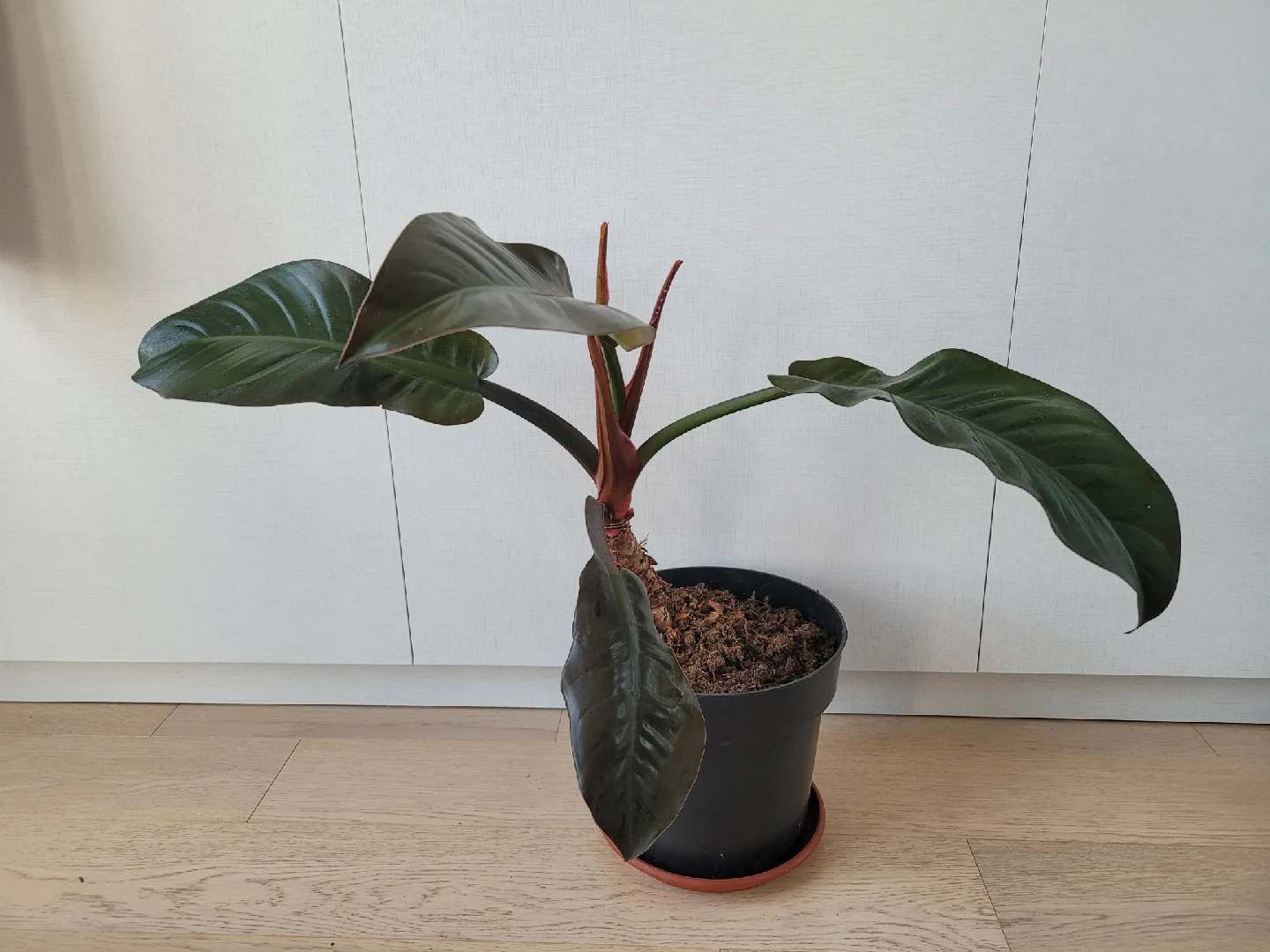 Philodendron Melanochrysum image indicator(6)