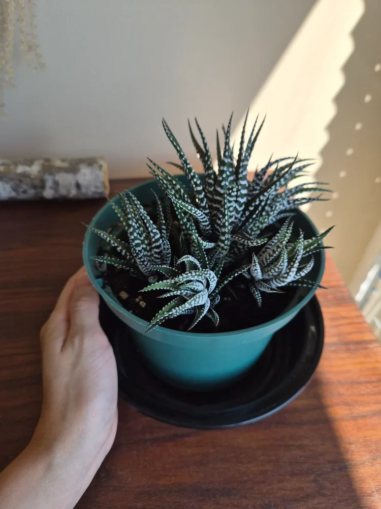 Zebra Haworthia Plant thumbnail
