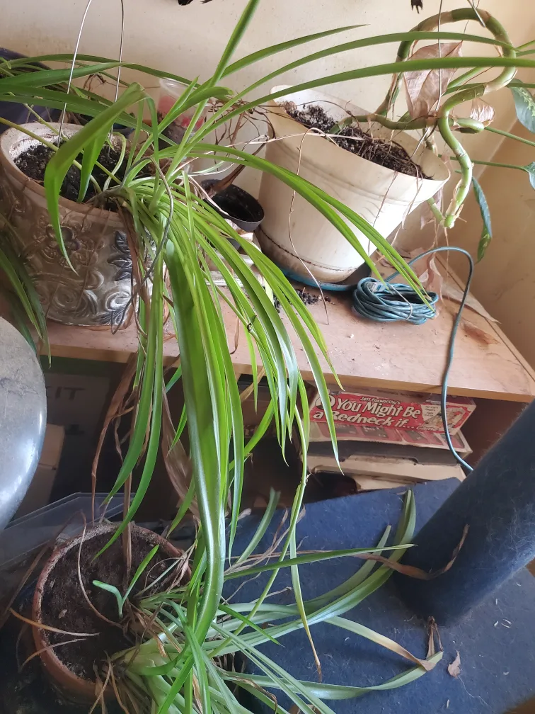 various house plants
