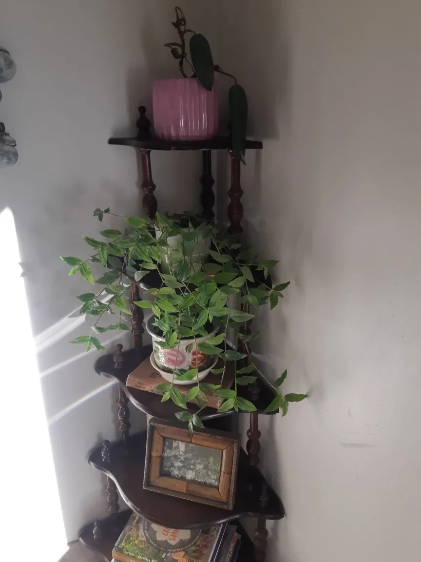 Vining Tradescantia Fluminensis plant thumbnail