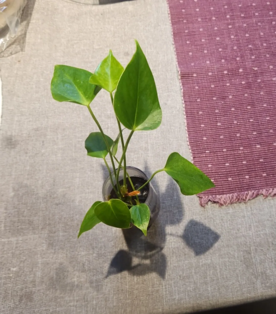 Anthurium Plant in plastic cup thumbnail