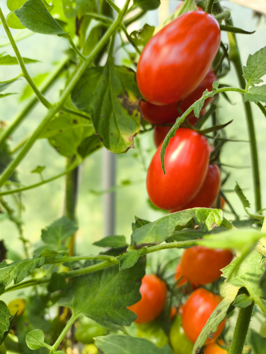 Fresh  Organic Homegrown  Cherry Tomatoes.
