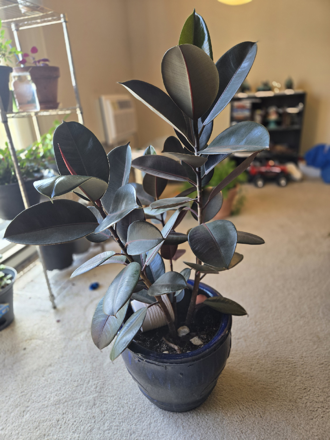 Ficus Elastica Plant