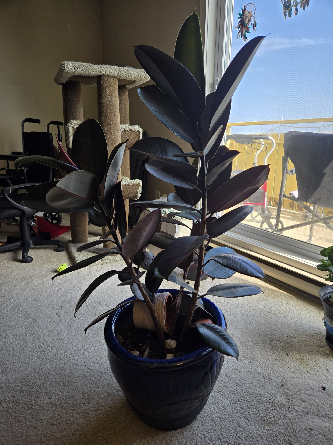 Ficus Elastica Plant - photo 2
