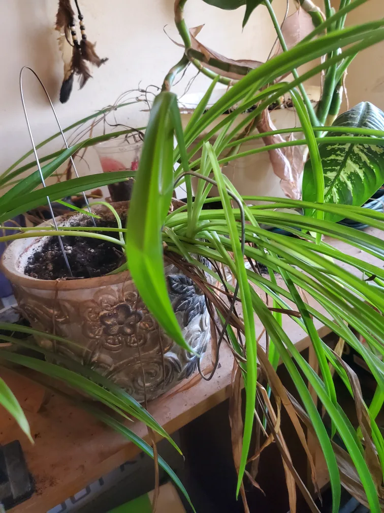 various house plants image indicator(2)