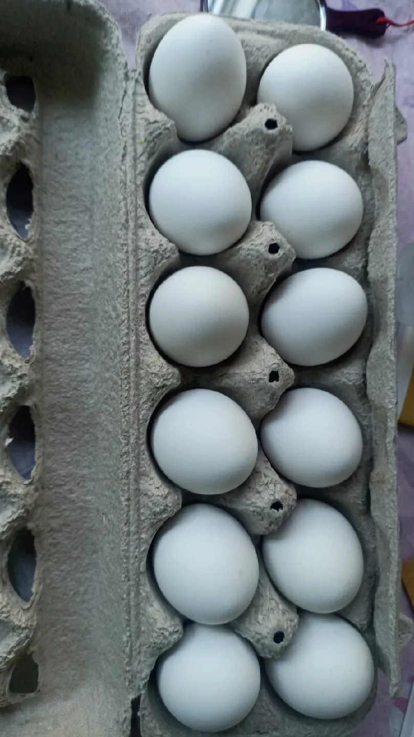 Carton of Eggs thumbnail