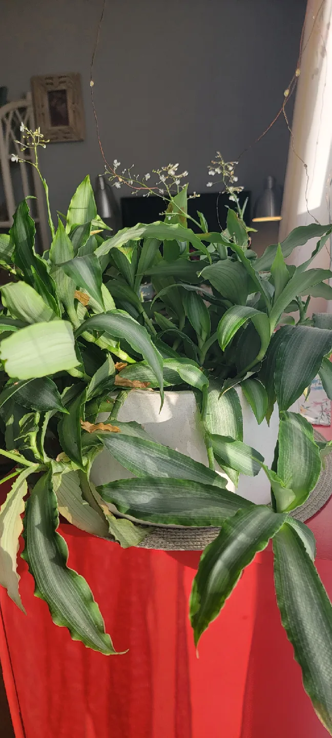 Potted Dracaena Plant image indicator(3)