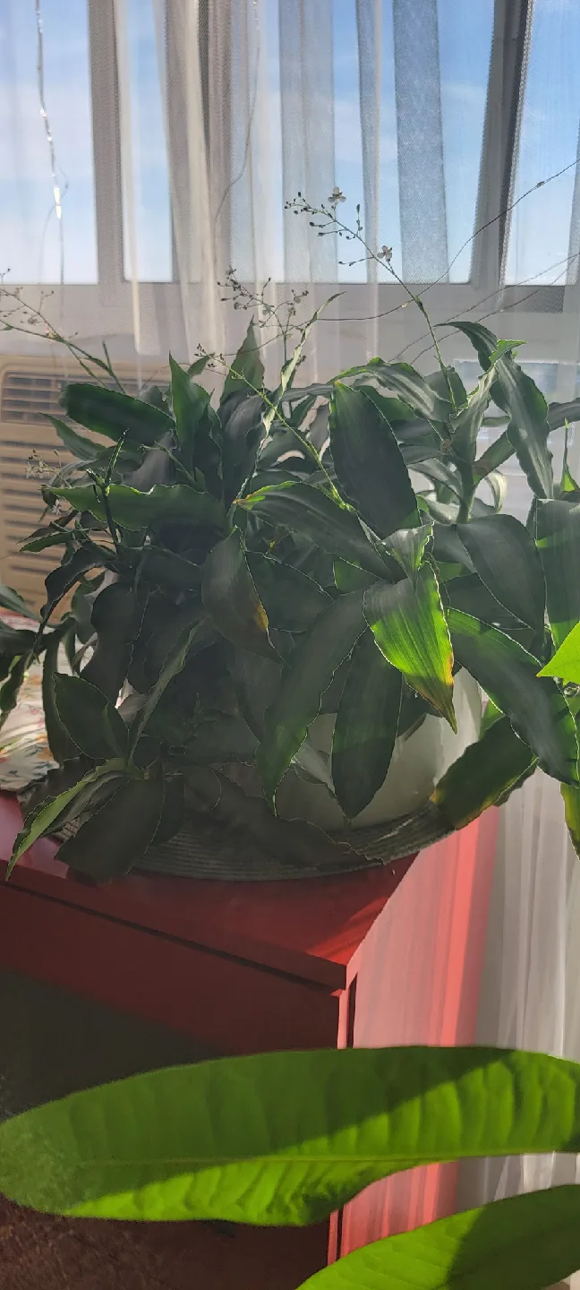 Potted Dracaena Plant image indicator(4)