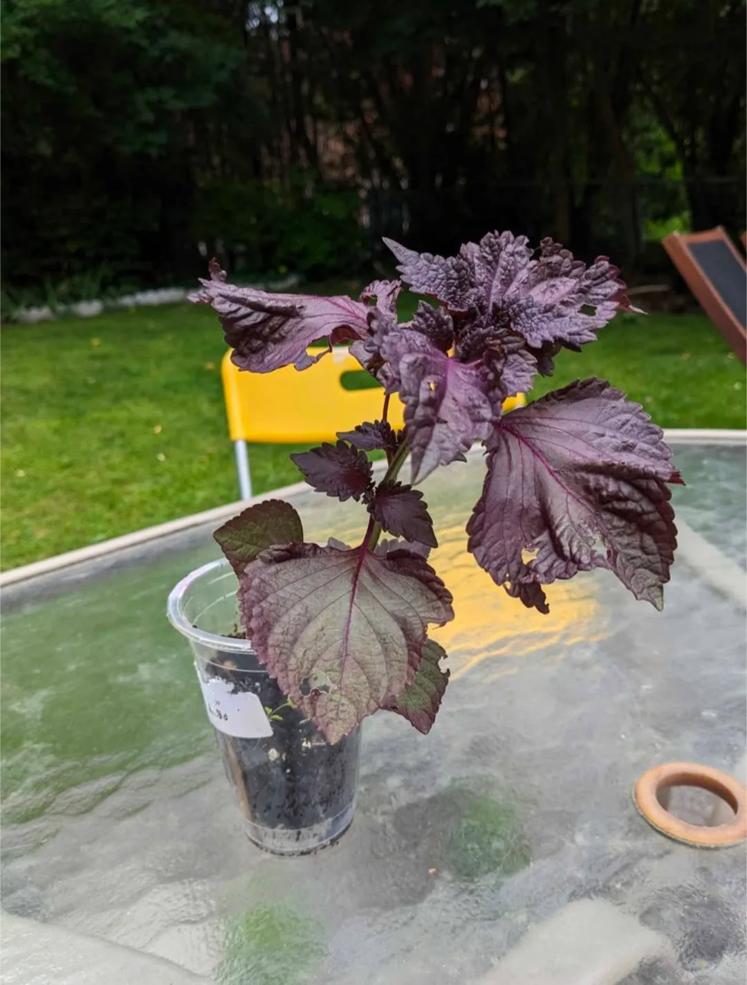 Purple Shiso or Perilla plant 🥕 thumbnail