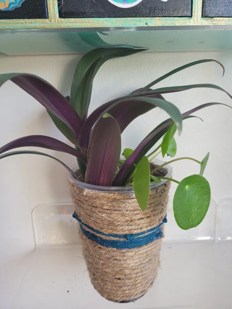 Tradescantia & Pilea Plant Arrangement image indicator(2)