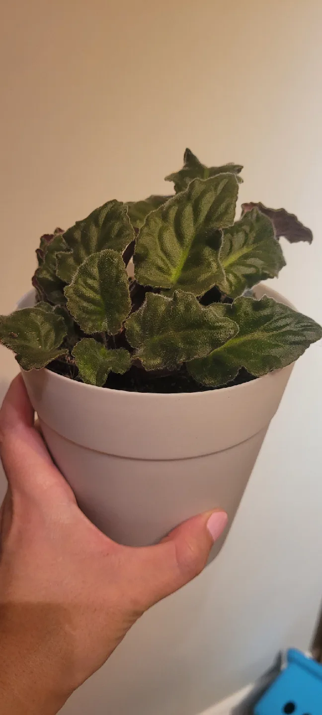 3 plants and pots thumbnail