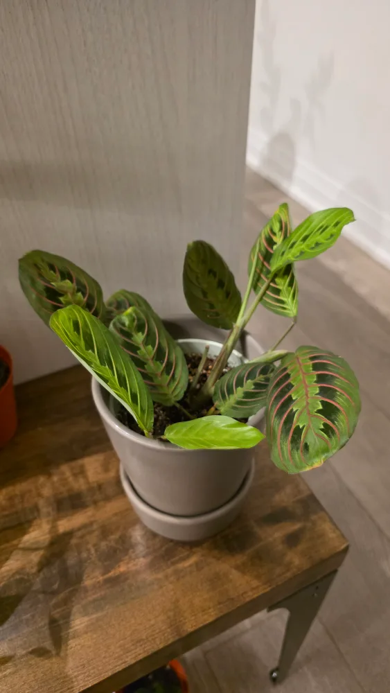 Prayer Plant in Grey Pot thumbnail