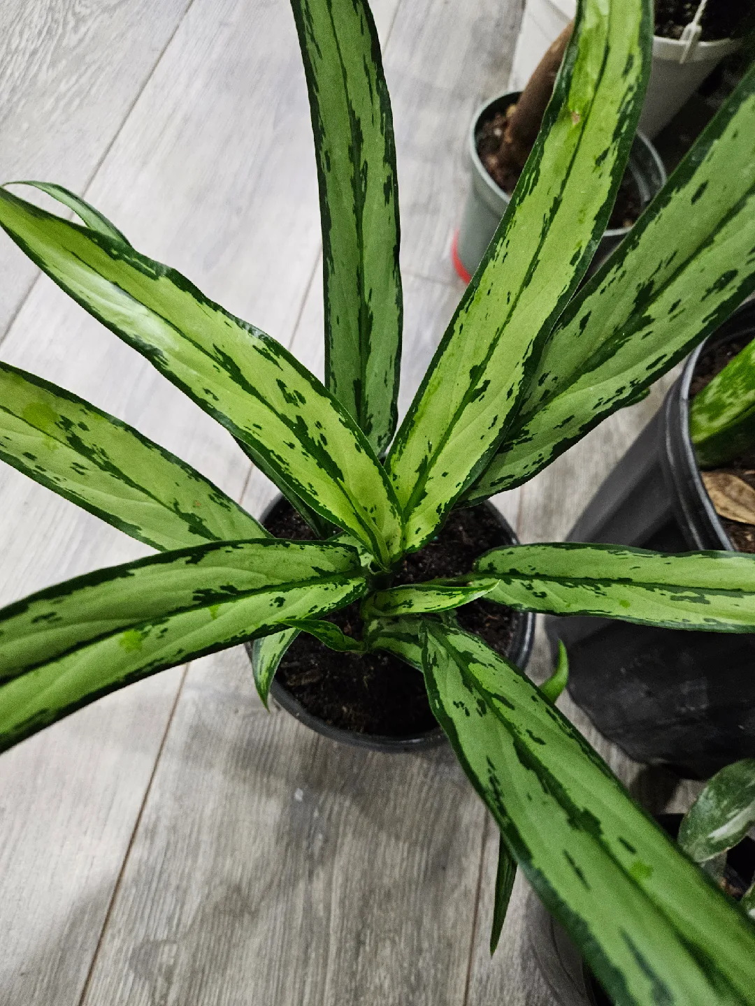 🥕Aglaonema Plant🥕 image indicator(5)